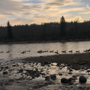 Cochrane Blinds expert Kirstin, explores the Bow River and Cochrane, Alberta.